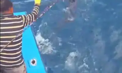 Dancing with the fish