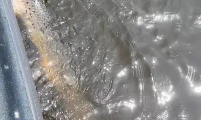South Bay Report Video 0