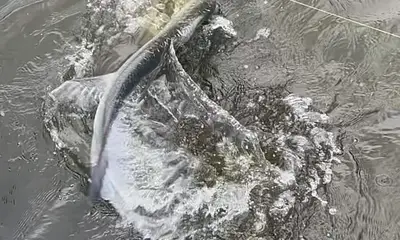 Carolina Izveštaj Video 0