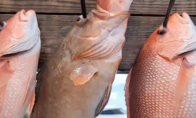 Destin Report Video 0