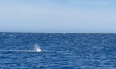 Cabo San Lucas Report Video 1