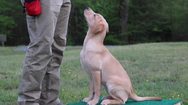 how much time a day should you spend training your dog