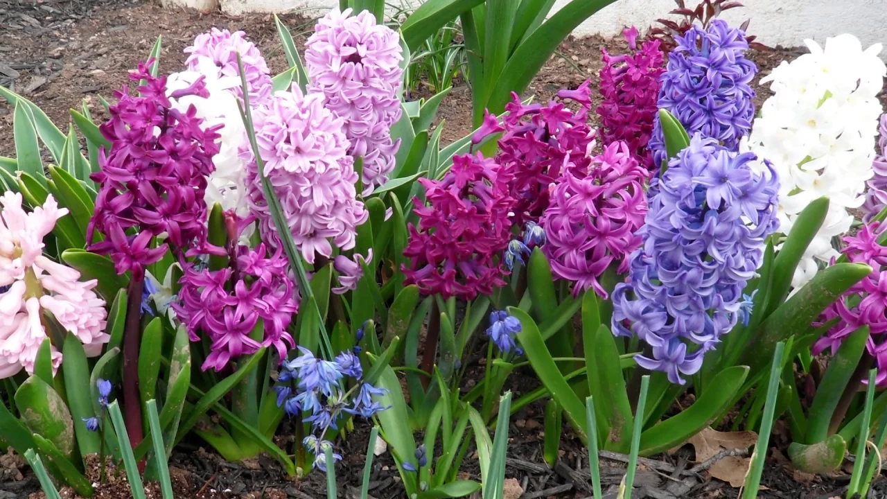 25/25 COMBO PACK  Hyacinths & Daffodil Mix 50x   BULBS 
