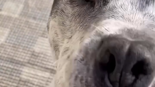 Maev Chicken Formula Supplemented for Weight & Digestion Human-Grade Raw Dog Food