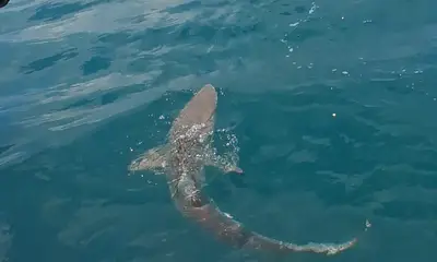 was an awesome trip out on the ocean.  Got to make memories with my family.