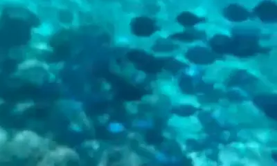 Fajardo Report Video 0