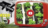 UNDERGROW TV #219 Nuevo cultivo con LED; Noticias cannábicas; Cómo armar un LED; Expoweed Chile