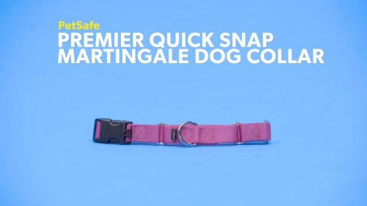 PetSafe Martingale Collar with Quick Snap Buckle, 1-Inch Medium, Raspberry  : : Pet Supplies