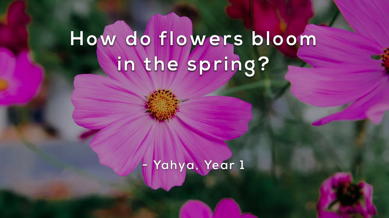 087-SEASONAL-How do flowers bloom in the spring