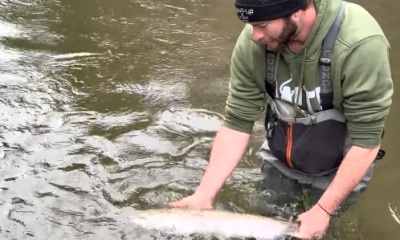 Girlfriend caught a wild steelhead!