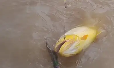 Tigre Verslag Video 0