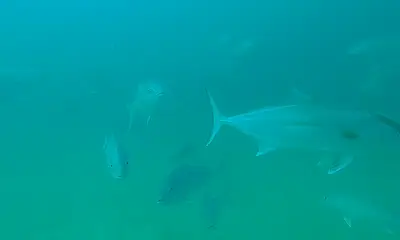 Niceville Report Video 0