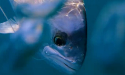Cabo San Lucas Report Video 0