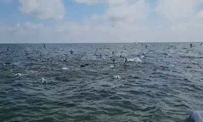 Madison Report Video 0