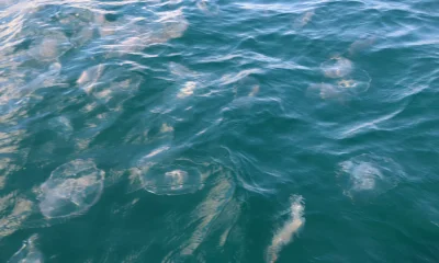 Bay Pines Report Video 0