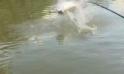 3 days of tarpon fishing 