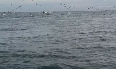 Point Pleasant Report Video 0