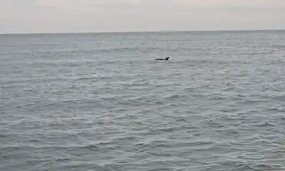 Murrells Inlet Report Video 1