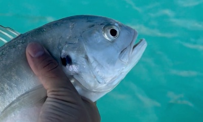 Jensen Beach Report Video 0