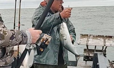 Mastic Report Video 0