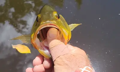 Bonita Springs Report Video 0