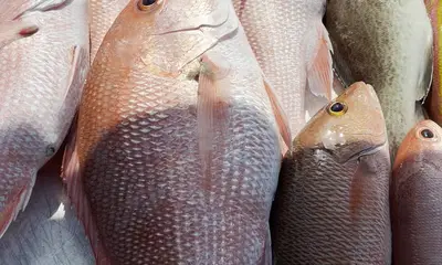 Gulfport Видео отчет 0