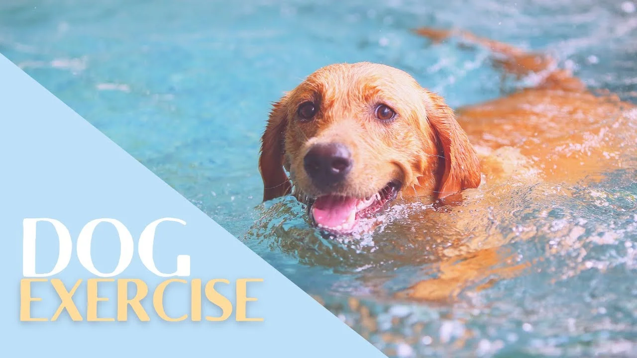How Much Exercise Does a Dog Need?