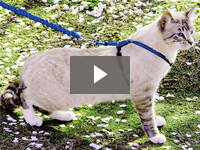 Video for Come With Me Kitty™ Harness & Leash