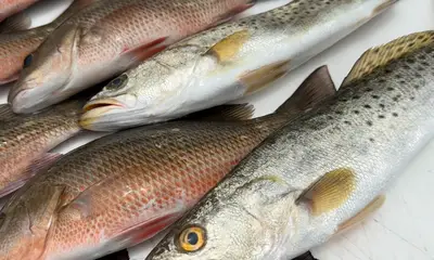 Sarasota Report Video 0