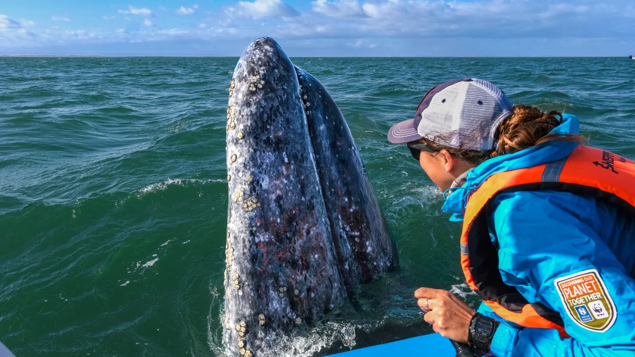 Whale Watching Mexico Mexico Ecotourism Natural Habitat