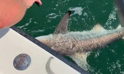 Great weekend shark trip