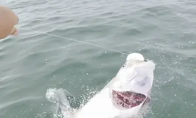 Tarpon are here! Lets catch some 