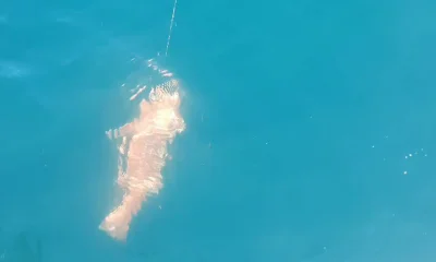 Puerto Jiménez Verslag Video 0