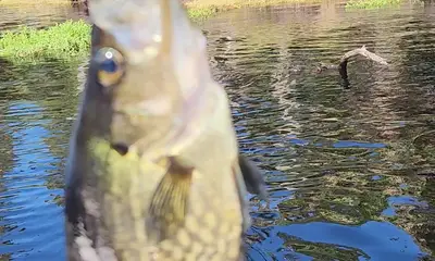 DeBary Report Video 0