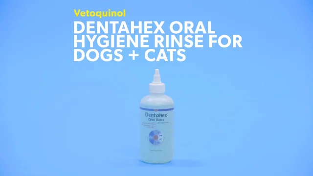 how do you use an oral rinse on a dog