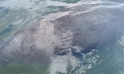 Sarasota Report Video 1