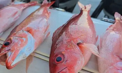 St. Simons Island Report Video 0