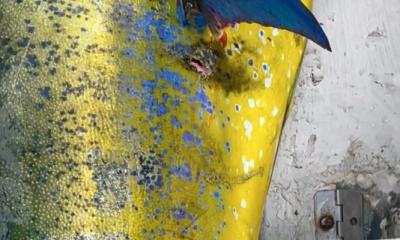 San Jose del Cabo Report Video 0