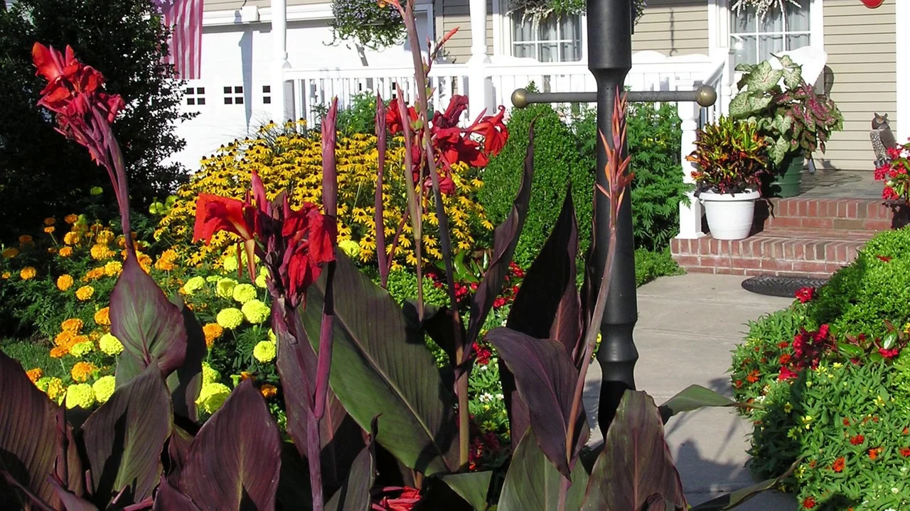 Red Dazzler Canna Lily