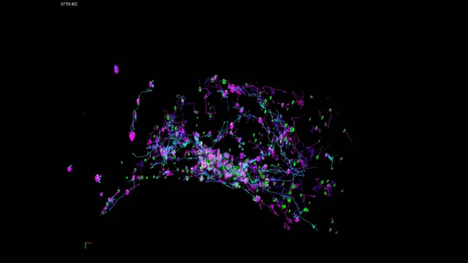 ZEISS Lattice Lightsheet 7 - Cos 7 Cell