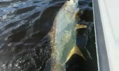 02/02/2026 afternoon action 