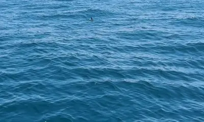 Tavernier Report Video 1