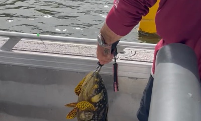 Trophy fish 