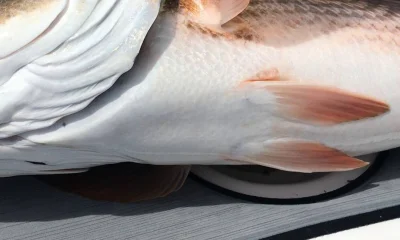 Cape Coral Report Video 0