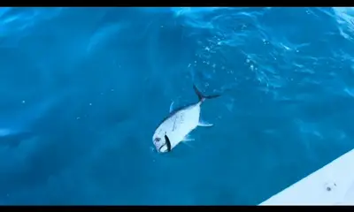 Port Douglas Report Video 0
