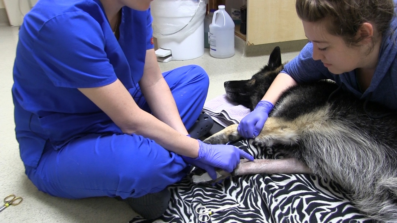 Veterinary suture removal