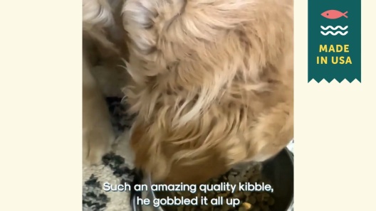 A Better Treat Raw Salmon Dog Freeze-Dried Food