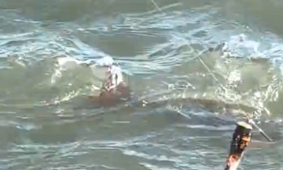 Port O'Connor Report Video 0