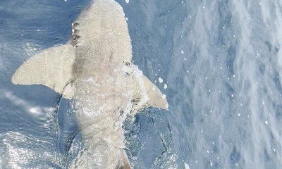 awesome day offshore