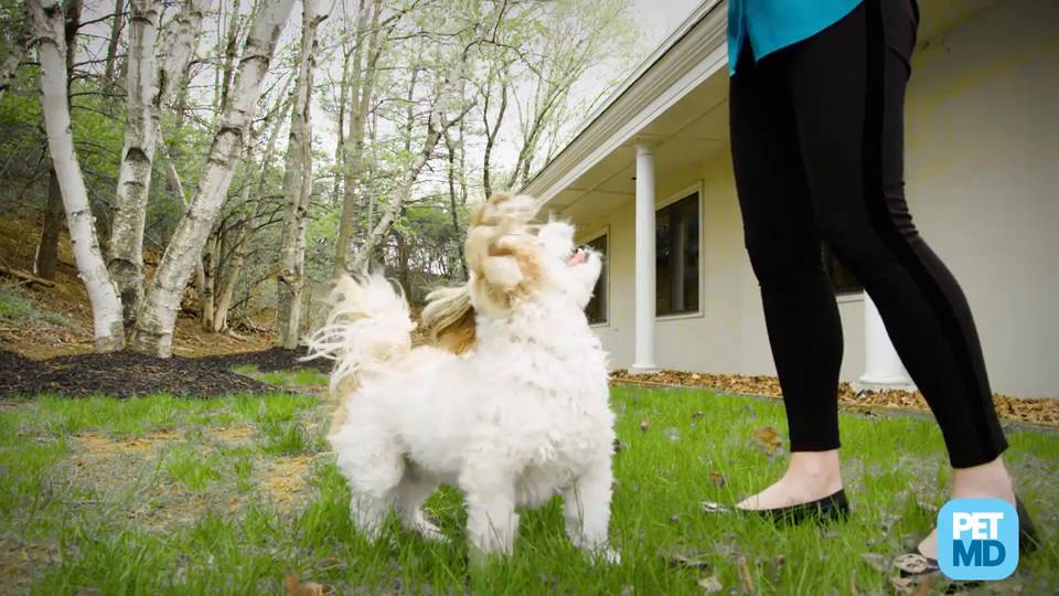 Is oatmeal good 2024 for your dog